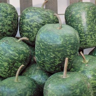 کدو تنبل چارلیستون ببری