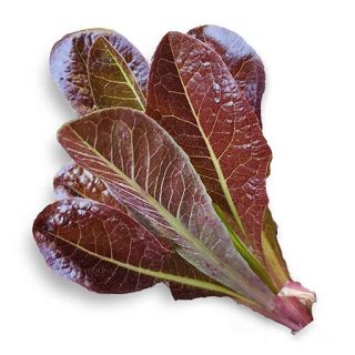 بذر کاهو بنفش رومین بنفش