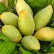 انبه سبز مصری ارگانیک