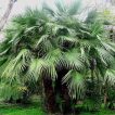 نخل مدیترانه ای کوتوله