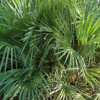 نخل مدیترانه ای کوتوله ارگانیک