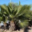 بذر نخل مدیترانه ای کوتوله