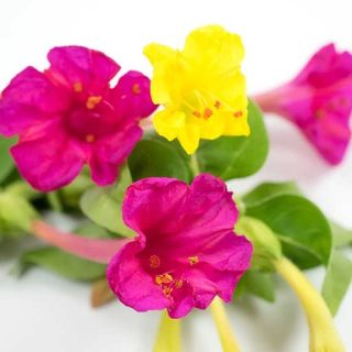 بذر گل لاله عباسی پابلند ابلق