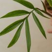 برگ انجیری کنتیایی