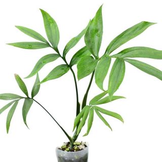 بذر برگ انجیری کنتیایی