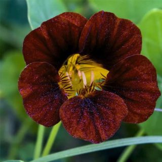 گل لادن قهوه‌ایی ارگانیک