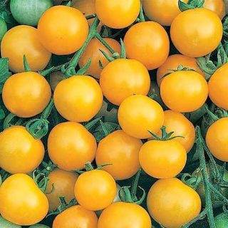 گوجه چری زرد خوشمزه