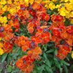 شب بو خیری نارنجی