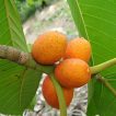 بذر انجیر نارنجی