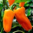 فلفل کاپی مینی نارنجی ارگانیک