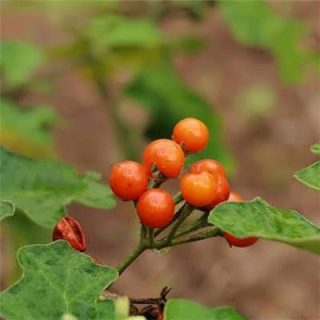 میوه بادمجان نخودی نارنجی