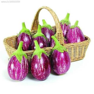 بذر بادمجان مینیاتوری بنفش تایگر