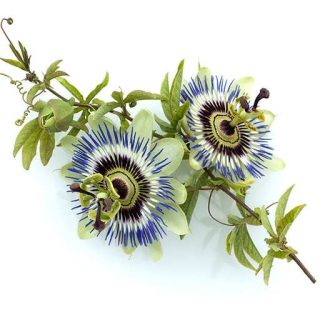 بذر پیچ گل ساعتی آبی