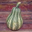 کدو تنبل گلابی سبز ارگانیک