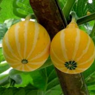 بذر کدو تنبل گلابی زرد