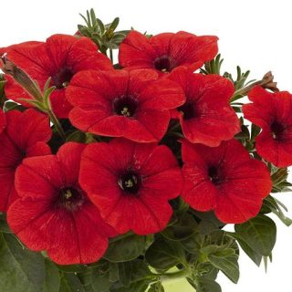بذر گل اطلسی حنایی