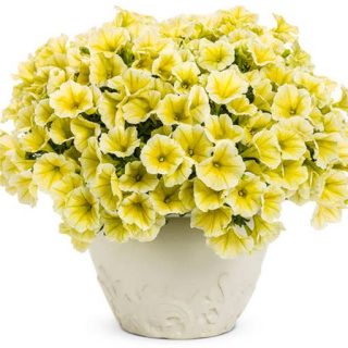 بذر گل اطلسی لیمویی
