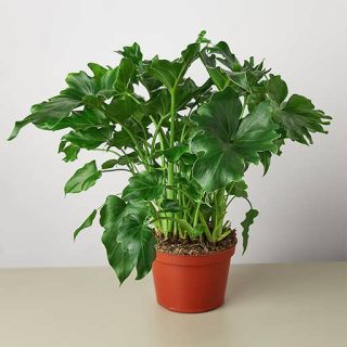 برگ انجیری فر (فیلودندرون) ارگانیک