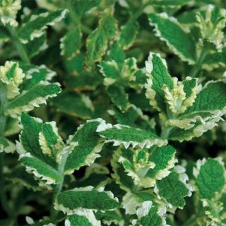 گیاه نعنا آناناسی