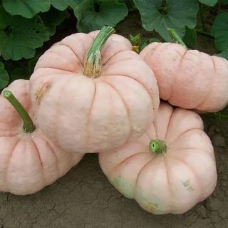 کدو تنبل عروسک سفالی صورتی ارگانیک