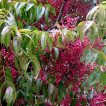 پسته چینی بر روی درخت
