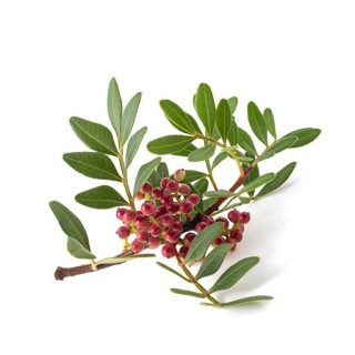 بذر پسته چینی