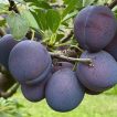 آلو خرمایی بر روی درخت