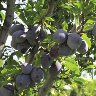 آلو خرمایی ارگانیک