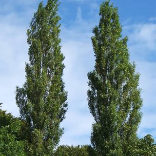 گیاه درخت تبریزی