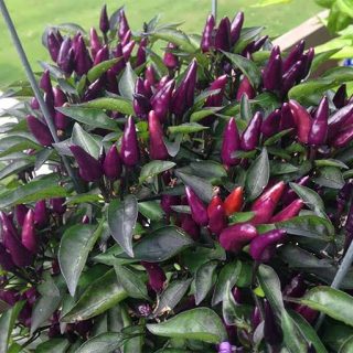 بذر فلفل چیلی سوئیت بنفش