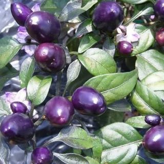 فلفل دلمه ای بشقابی ارغوانی بر روی درخت