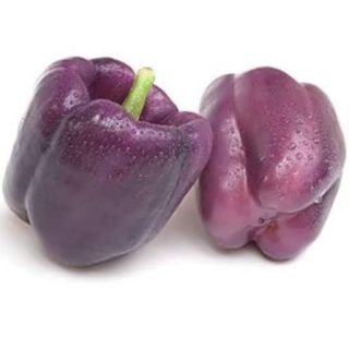 بذر فلفل دلمه ای بشقابی ارغوانی بر روی درخت