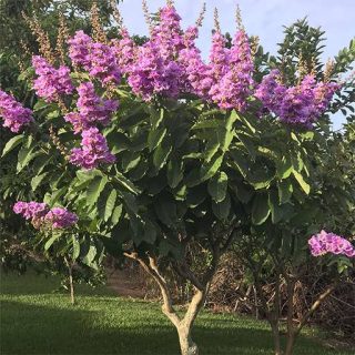 توری ملکه غول ارگانیک