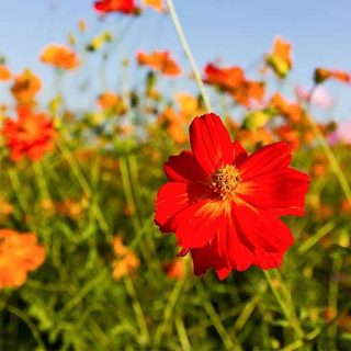 گل ستاره‌ای قرمز ارگانیک
