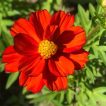 بذر گل ستاره‌ای قرمز