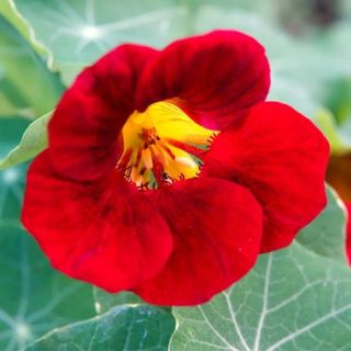 گل لادن قرمز