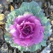 کلم زینتی قرمز ارگانیک