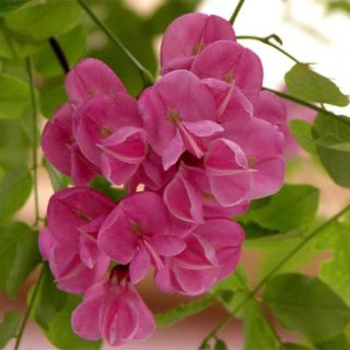 اقاقیا قرمز ارگانیک