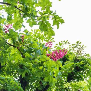 بذر اقاقیا قرمز