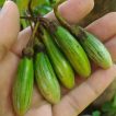 بادمجان راگبی تایلندی