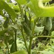 بادمجان راگبی تایلندی بر روی درخت
