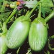 بادمجان راگبی تایلندی ارگانیک