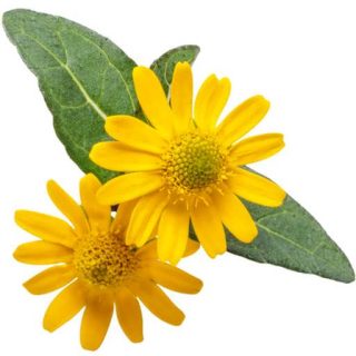 بذر گل آهار مکزیکی پاکوتاه گل ریز