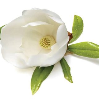 بذر مگنولیا سفید