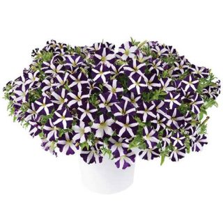 بذر گل اطلسی ستاره ای بنفش و سفید