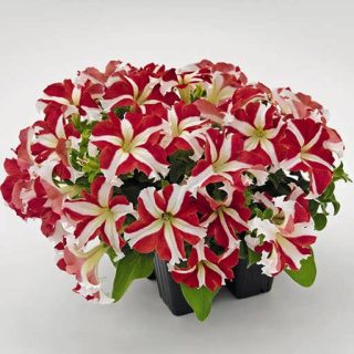 بذر گل اطلسی ستاره‌ای قرمز و سفید