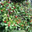 گواوا قرمز گیلاسی ارگانیک