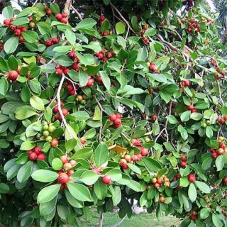 گواوا قرمز گیلاسی ارگانیک