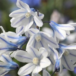 گل قرقره راه راه