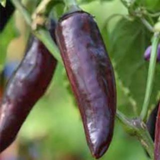 بذر فلفل کاپی بنفش